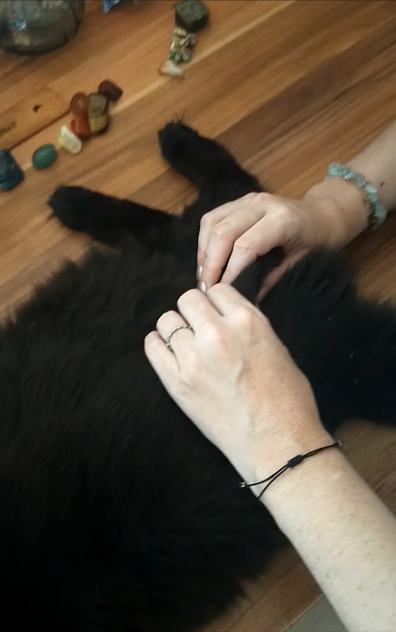 🤲 Massage Canin & Félin